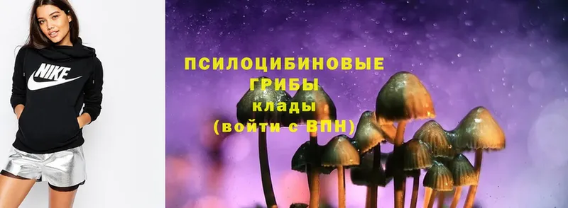 наркошоп  Болхов  Псилоцибиновые грибы Psilocybe 